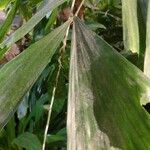 Caryota mitis Blad