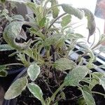 Salvia officinalisFolha