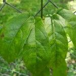 Bignonia capreolata List