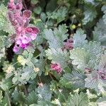 Teucrium chamaedrys Leaf