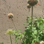 Leonotis nepetifolia Lapas