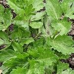Apium graveolens ഇല