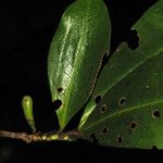 Erythroxylum mucronatum برگ