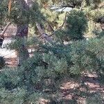 Pinus monophylla Lapas