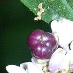 Dichorisandra hexandra 果實
