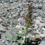 Penstemon speciosus Alkat (teljes növény)