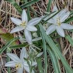 Leucocrinum montanum Flower