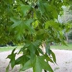 Liquidambar styracifluaFoglia