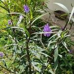 Ruellia simplex Leaf