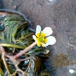 Ranunculus trichophyllusKukka