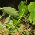 Hydrocotyle leucocephala Leaf