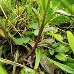 Polygala comosa Bark