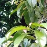 Garcinia binucao 叶