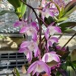 Dendrobium kingianum Blüte