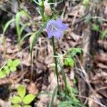 Campanula persicifolia 花