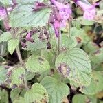 Clinopodium grandiflorum Blatt