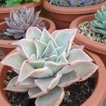 Echeveria colorata Deilen