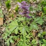 Corydalis cavaFlor