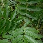 Fraxinus nigra Feuille
