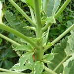 Nicotiana tomentosa Folha