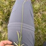 Carex sempervirens Likasa