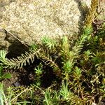 Petrosedum rupestre Feuille