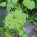 Bowlesia incana Leaf