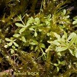 Galium trifidum Celota