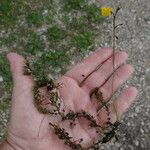 Utricularia intermedia Blatt