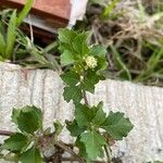 Acanthospermum australe Leaf