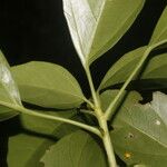 Dendropanax arboreus Blad