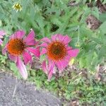 Echinacea pallida花