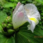 Costus afer Λουλούδι