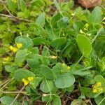 Coronilla scorpioides List