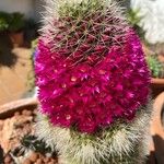 Mammillaria backebergiana Kwiat