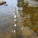 Lobelia dortmanna Blüte