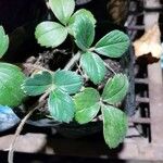 Fragaria chiloensis Leaf