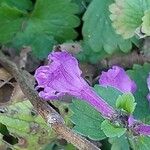 Betonica macrantha Flower