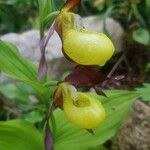 Cypripedium calceolusŽiedas