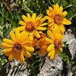 Heliopsis helianthoidesBlüte