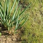 Allium pskemense Habit