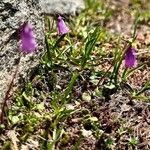 Soldanella pusilla Virág