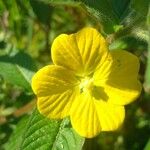 Ludwigia peruviana Flower