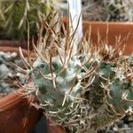 Turbinicarpus schmiedickeanus Листок