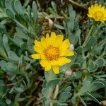 Hertia cheirifolia Flower