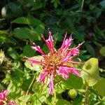 Monarda didyma Flower