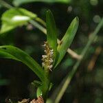 Polystachya stuhlmannii Flower