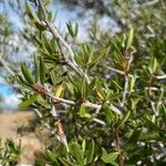 Cercocarpus ledifolius Leaf