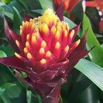 Guzmania conifera Floare