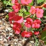 Euphorbia splendens Flower